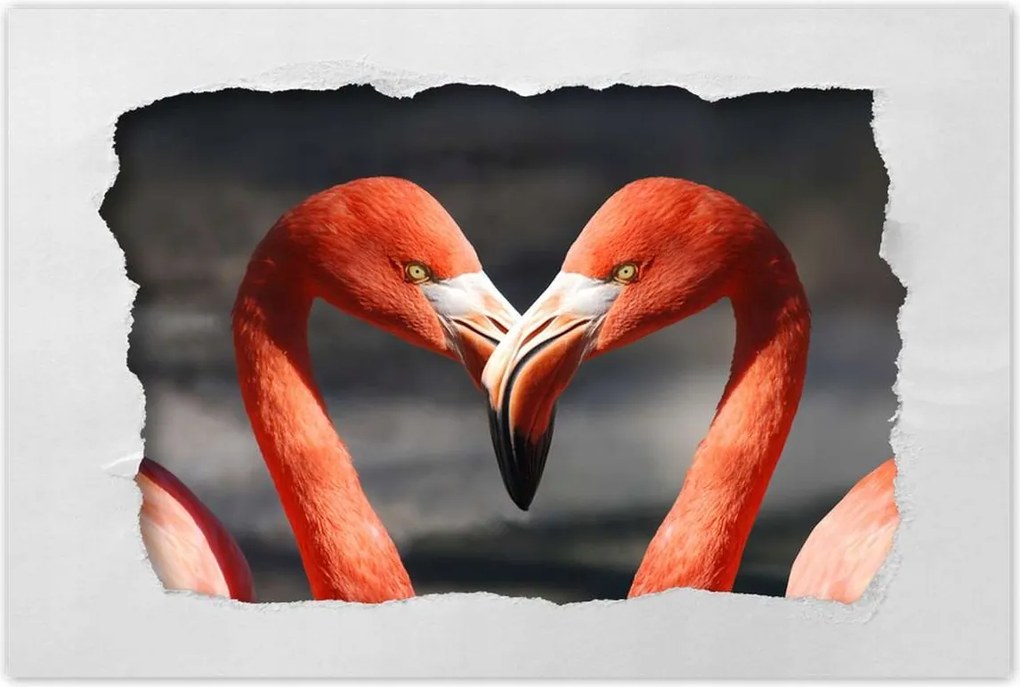 Poszterek 120x80 Szerelmes pelikánok