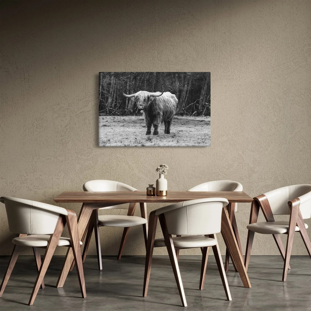 Kép - Skót tehén 3, fekete-fehér (90x60 cm)
