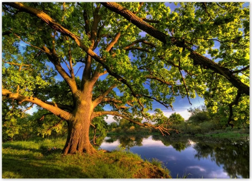 Poszterek 70x50 Tölgy a croissant-ban Nyugat