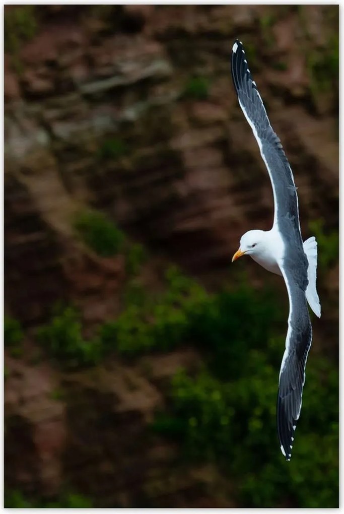 Poszterek 80x120 Madarak