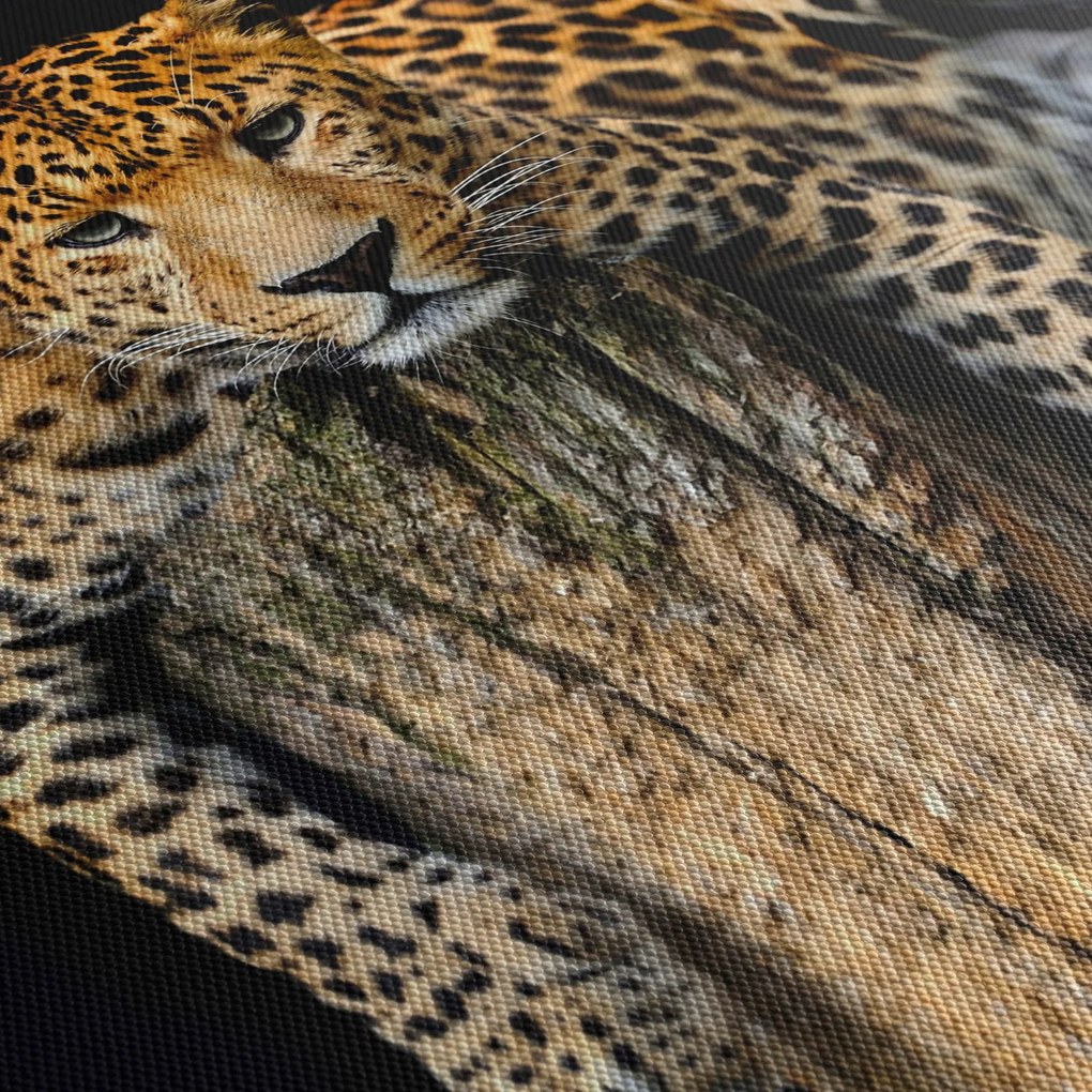 Kép - Gepárd (150x105 cm)