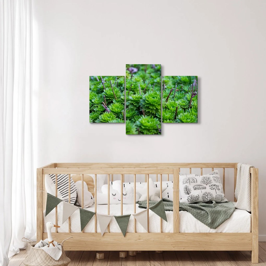A pozsgás növények képe (90x60 cm)