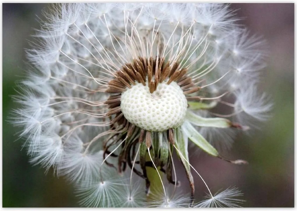 Poszterek 100x70 Pitypang Virág Virágok