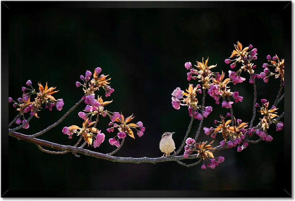 Poszterek keretben 60x40 Madarak
