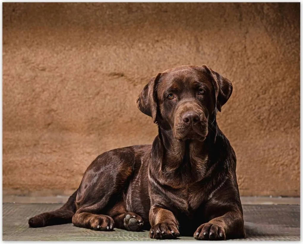 Poszterek 50x40 Barna kutya barát