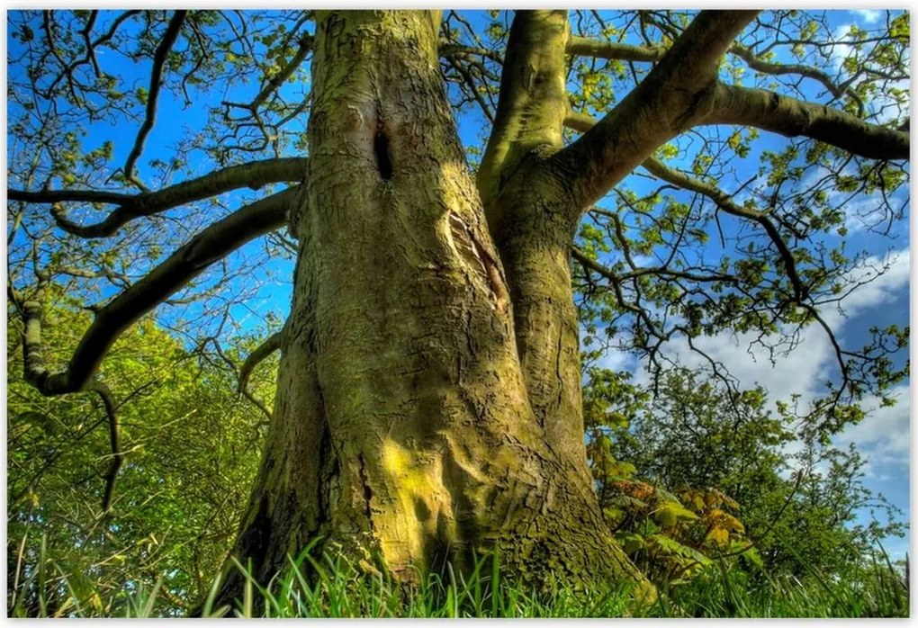 Poszterek 185x125 Erős fa