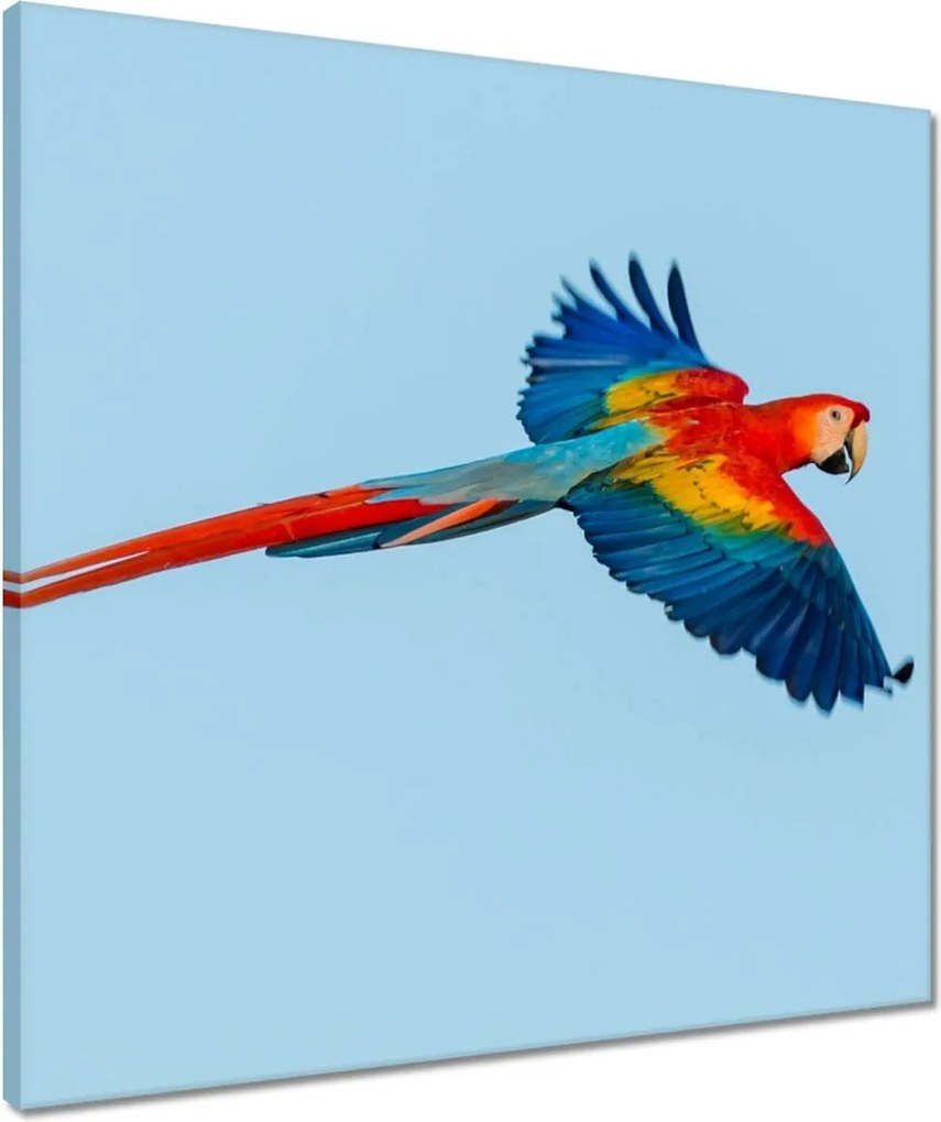 Vászonkép 50x50 Papagájok Madarak