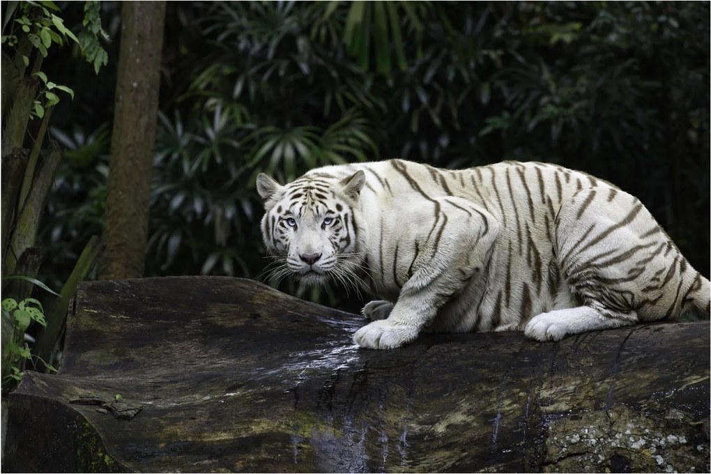 Kép - albínó tigris (90x60 cm)