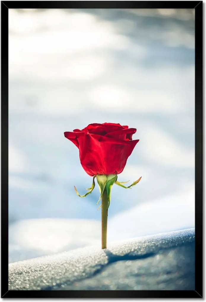 Poszterek keretben 40x60 Rózsa Virág Virágok Rózsa