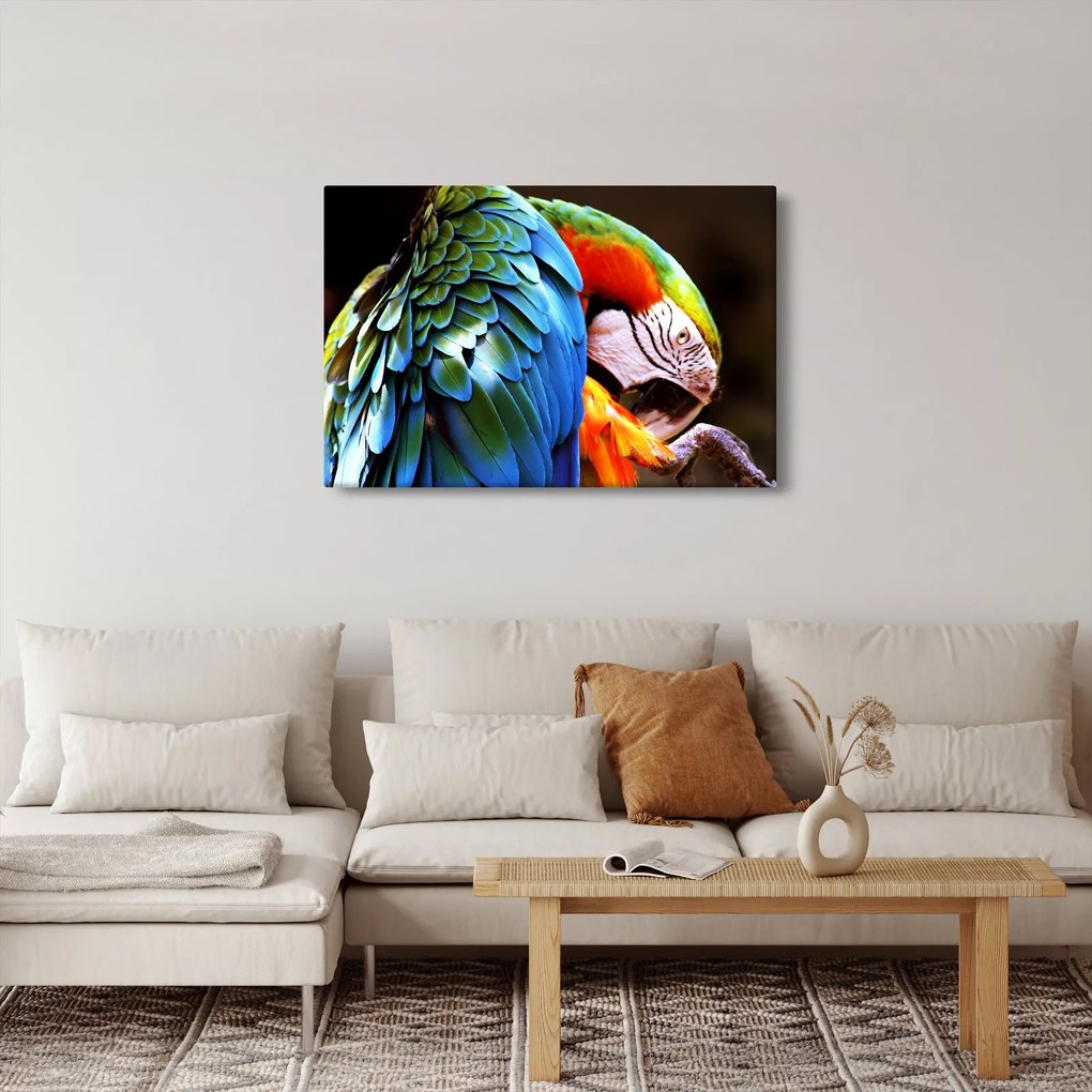 Kép - Papagáj (90x60 cm)