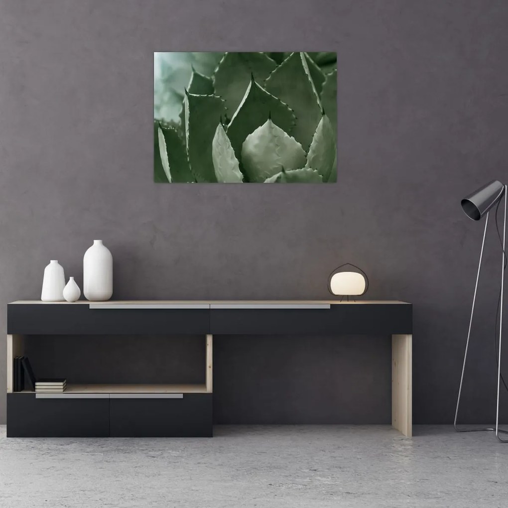 Kép - Zöld agávé (70x50 cm)