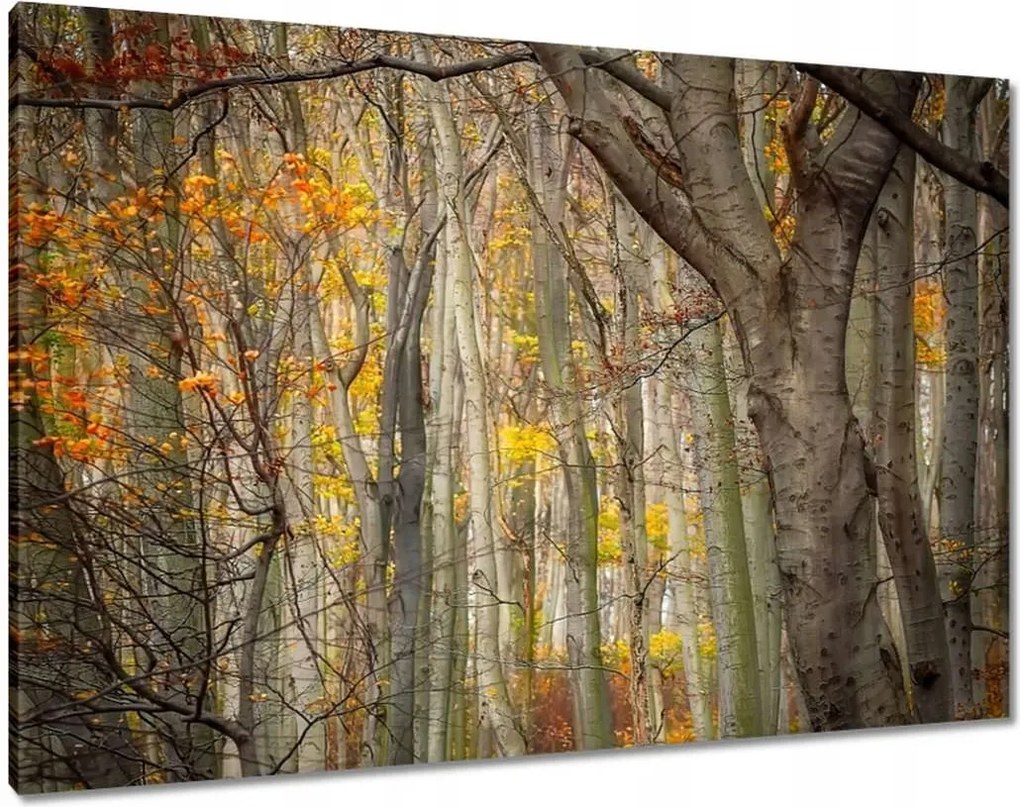 Festmények 100x70 Tájkép Látvány