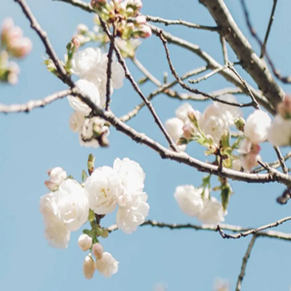 Gario Paraván Virágzó virágok ágon Méret: 180 x 170 cm, Kivitelezés: Klasszikus paraván