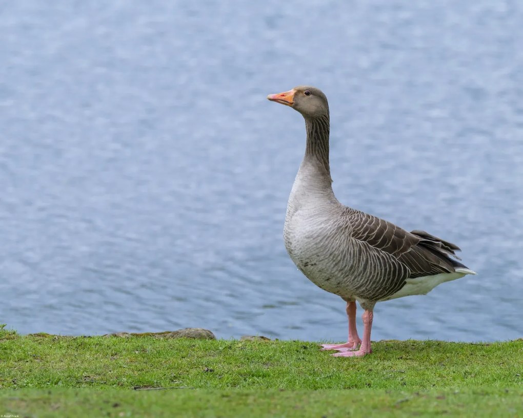 Poszter 50x40cm Liba a víz felett, Assaf Frank