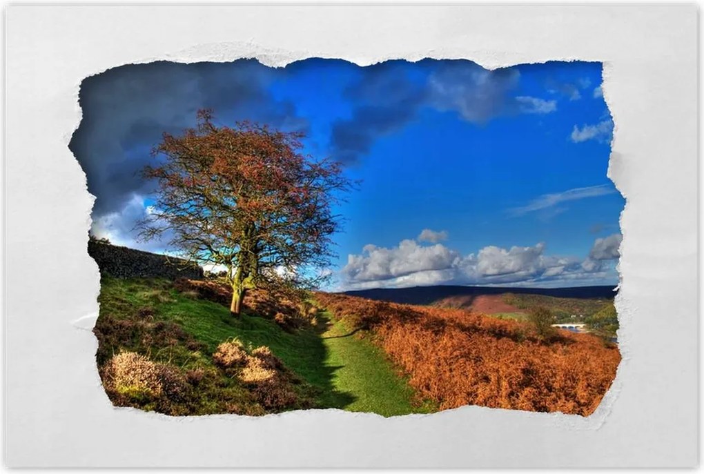 Poszterek 90x60 Fa a kilátásban