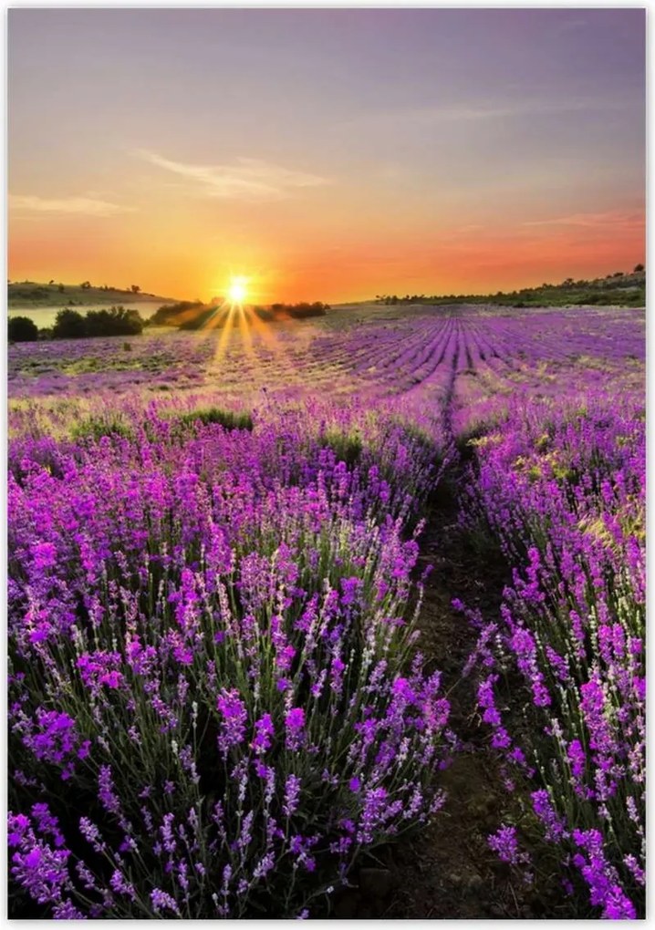 Poszterek 70x100 Levendula rét