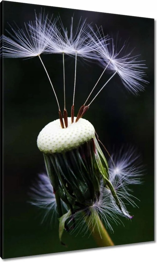 Vászonkép 70x100 Pitypang Virág Virágok