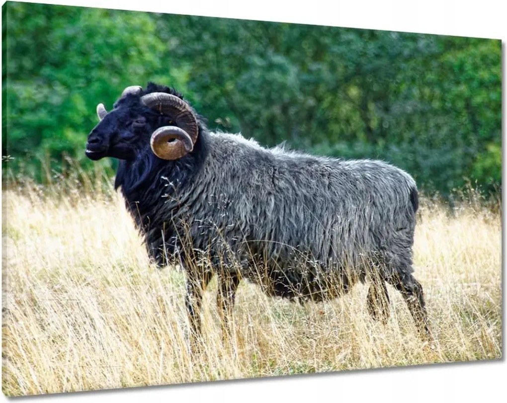 Vászonkép 100x70 Kos a csarnokban a hegyekben