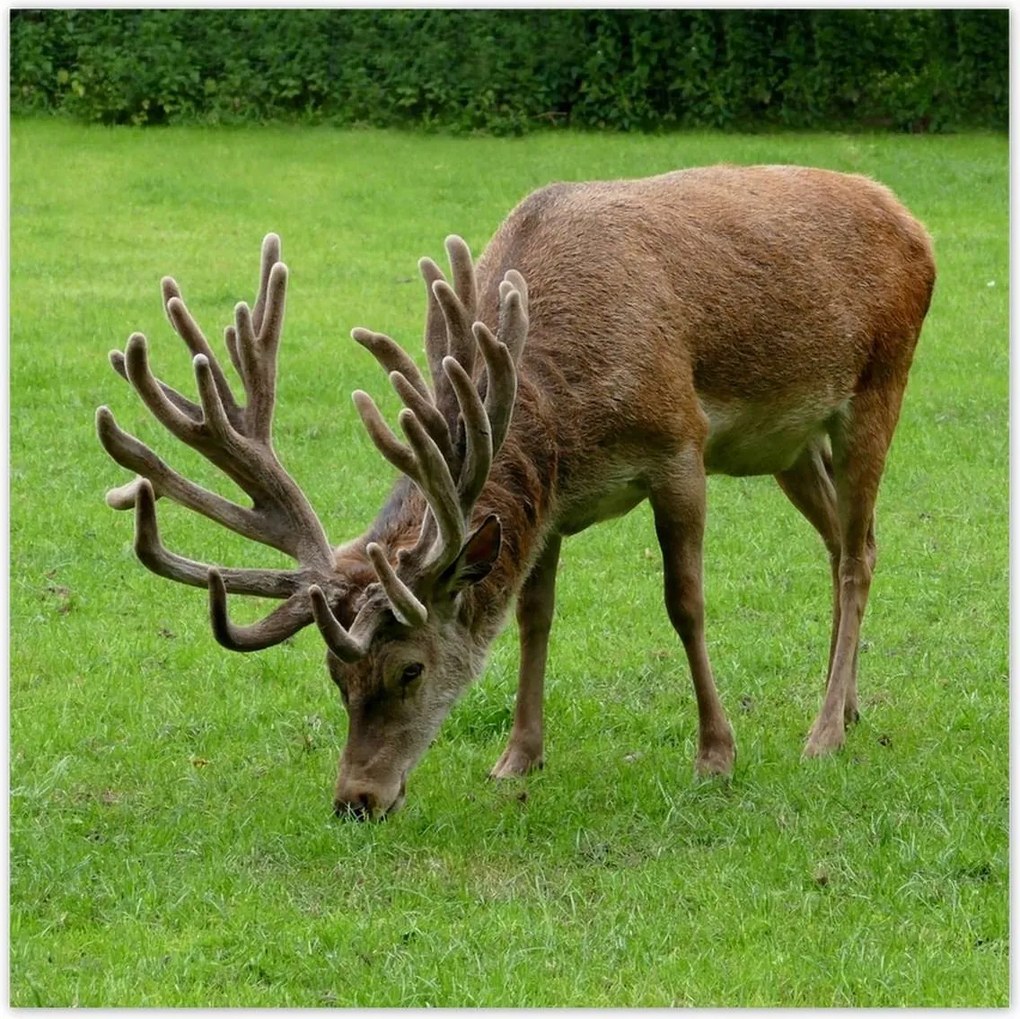 Poszterek 70x70 Szarvas felszarvazott