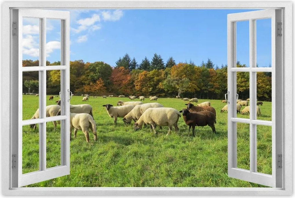 Poszterek 60x40 Juh legeltetés Bárányok