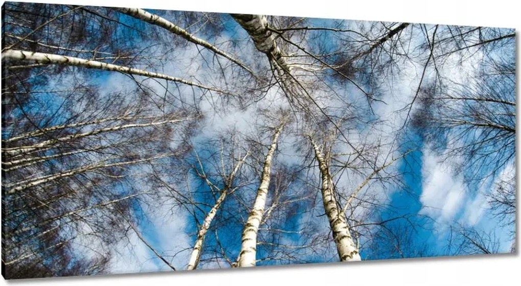 Festmények 115x55 Nyírfa