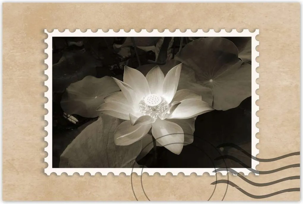 Poszterek 90x60 Lótusz Lótuszvirág