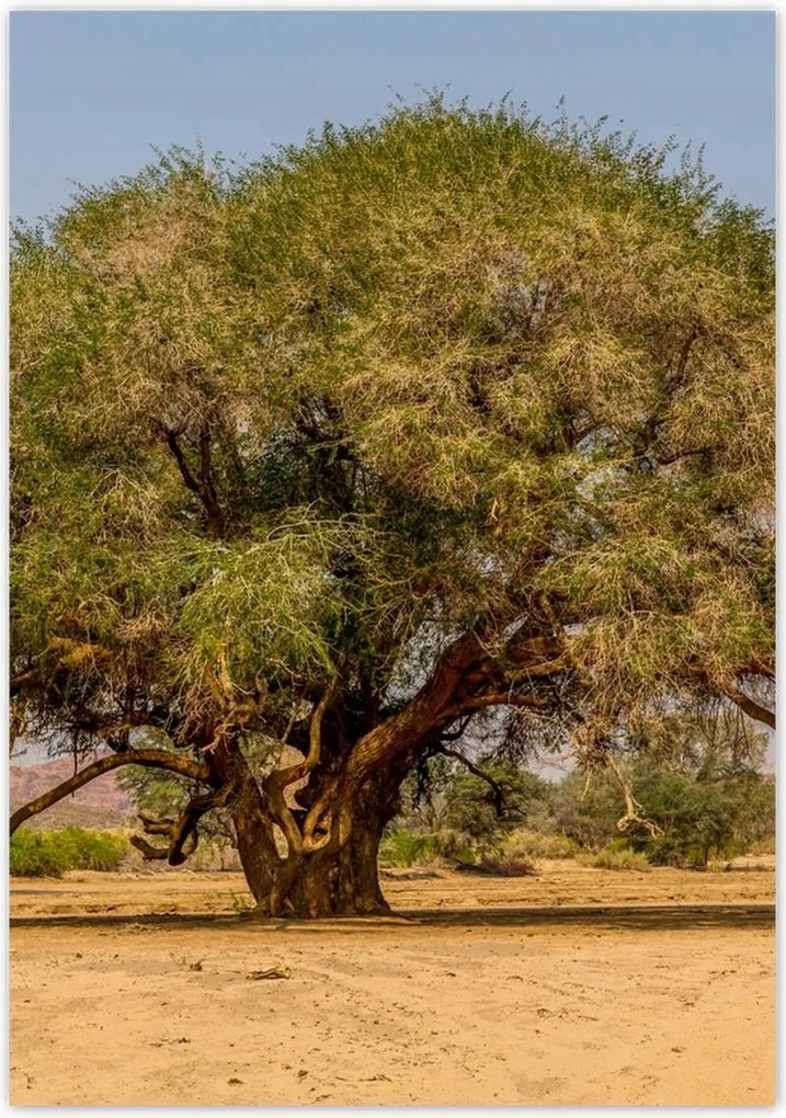 Poszterek 70x100 Fa Kilátás