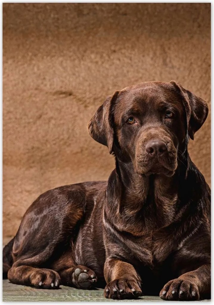 Poszterek 70x100 Barna barát Kutya