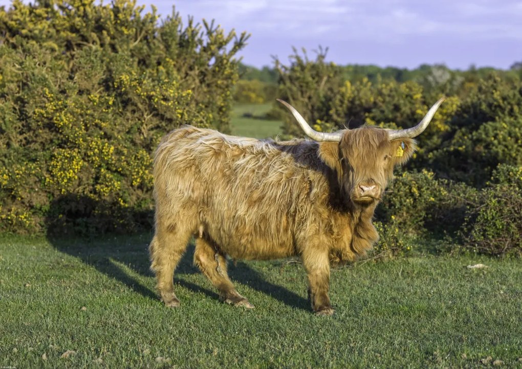 Poszter 59,4x42cm Tehén a faluban, Assaf Frank