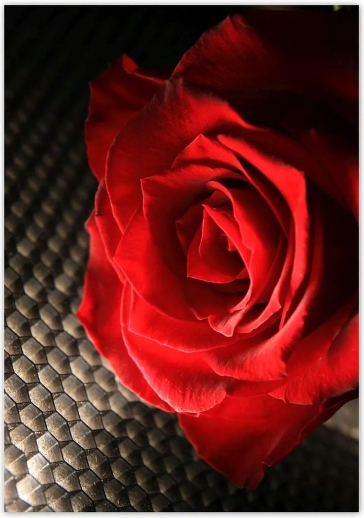 Poszterek 70x100 Vörös rózsa levelekkel