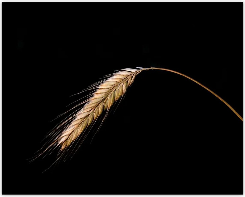 Poszterek 50x40 Kalász rozs gabona arany