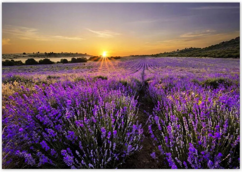 Poszterek 100x70 Levendula tájkép Nap