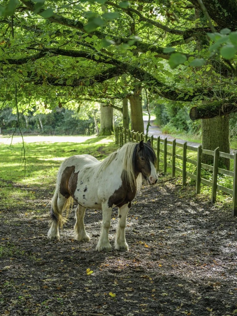 Poszter 60x80cm Ló a farmon, Assaf Frank