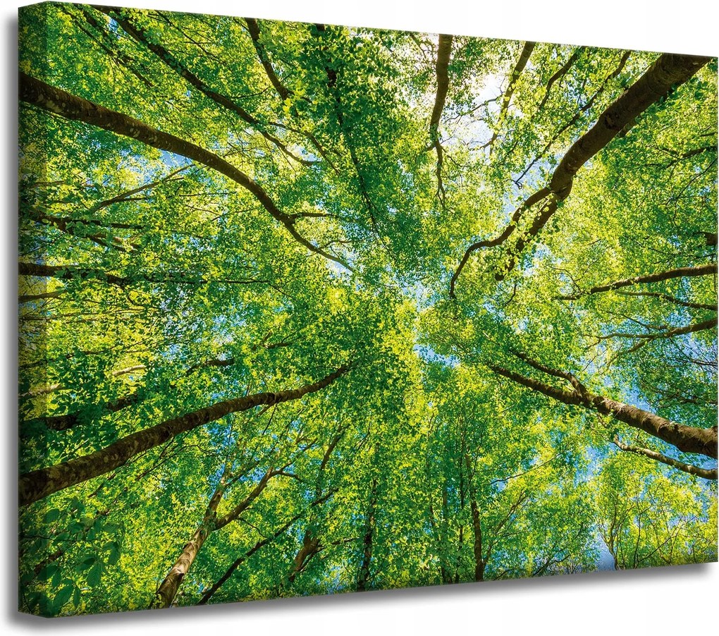 Vászonkép Fák Levelek Természet Erdő Tavasz 40x30 cm