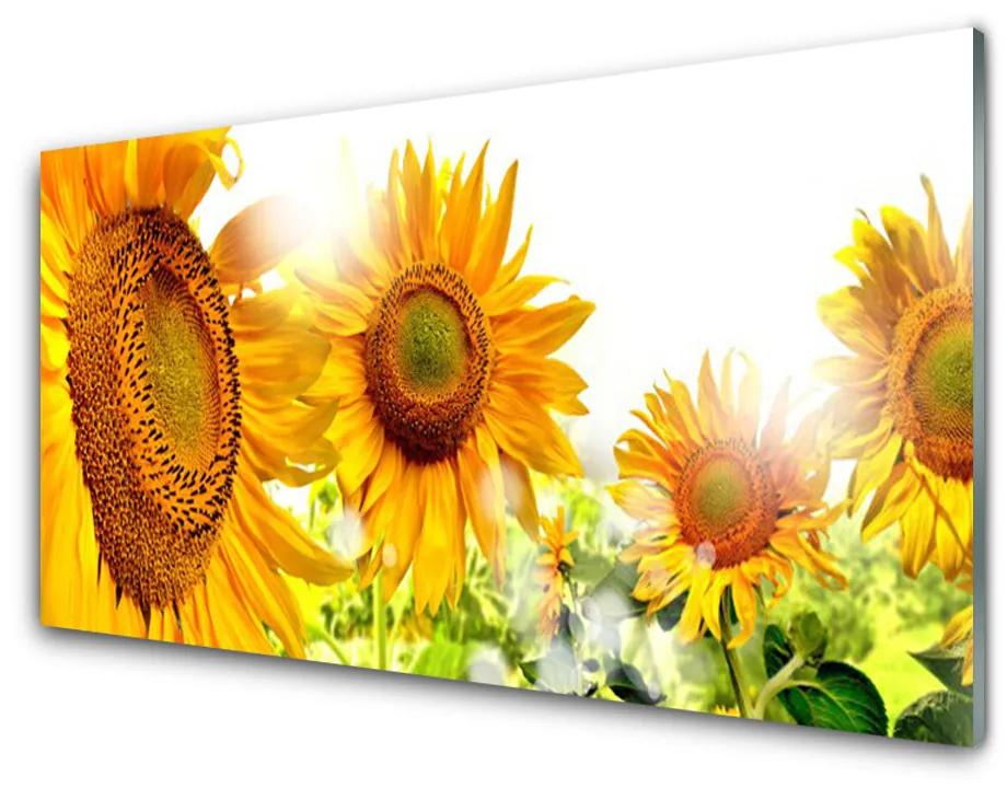 Akril üveg kép Napraforgó virág növény 140x70 cm