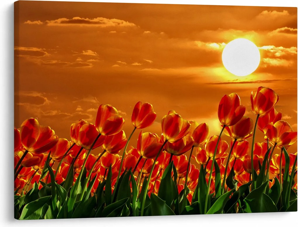 Kép egy virágzó mező tulipánokkal (70x50 cm)