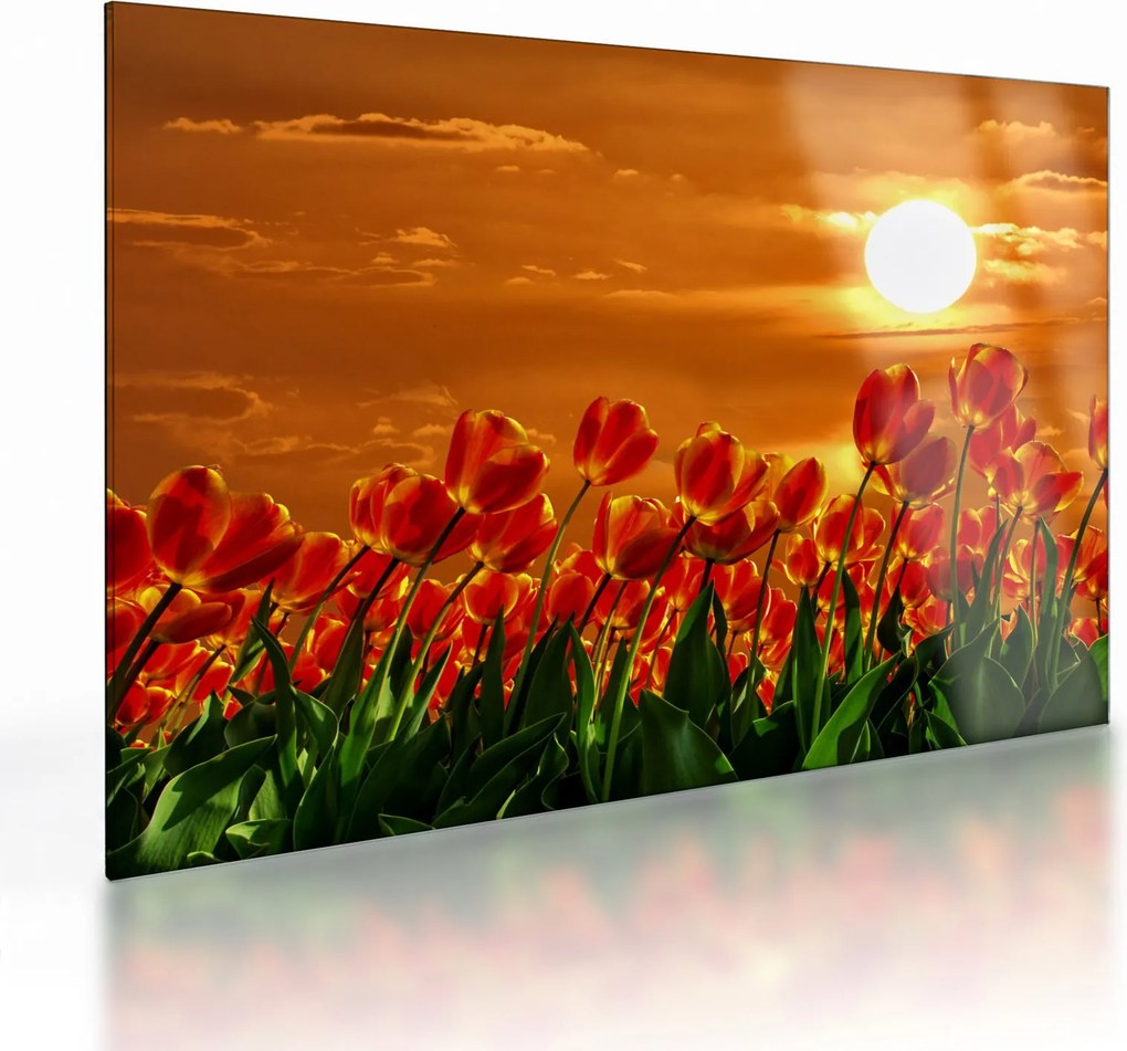 Kép egy virágzó mező tulipánokkal (üvegen) (70x50 cm)