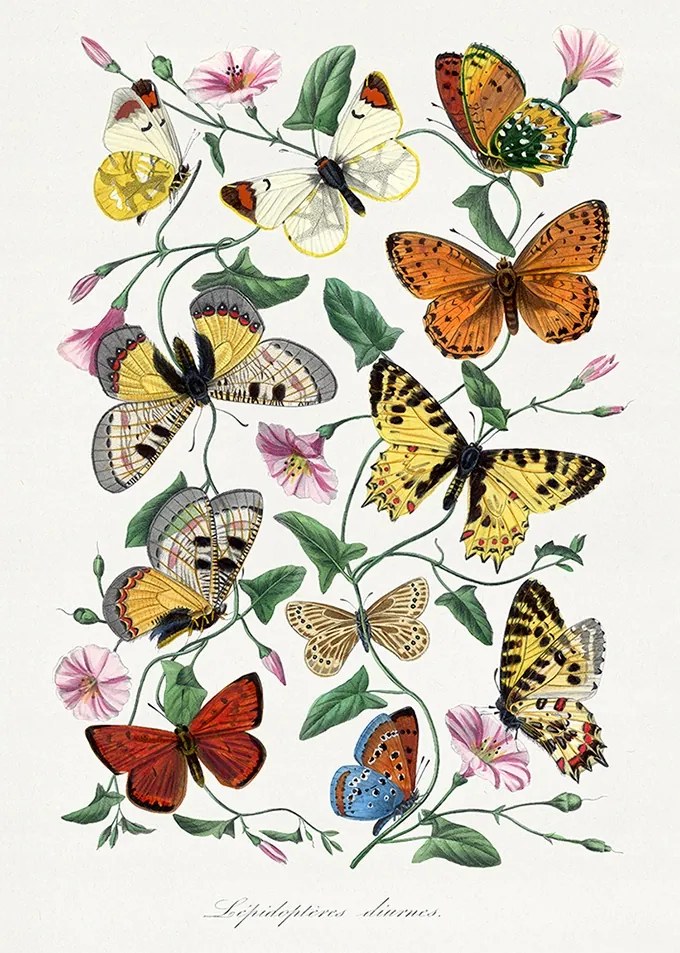 Pillangók Vintage Poszter B2 50x70cm botanika grafika retro régi kép #569