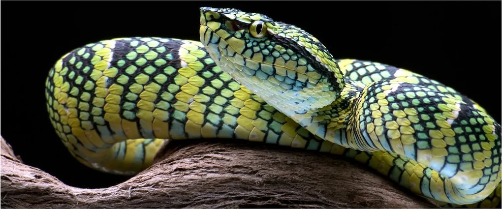 Kép - Wagler csörgőkígyó (120x50 cm)