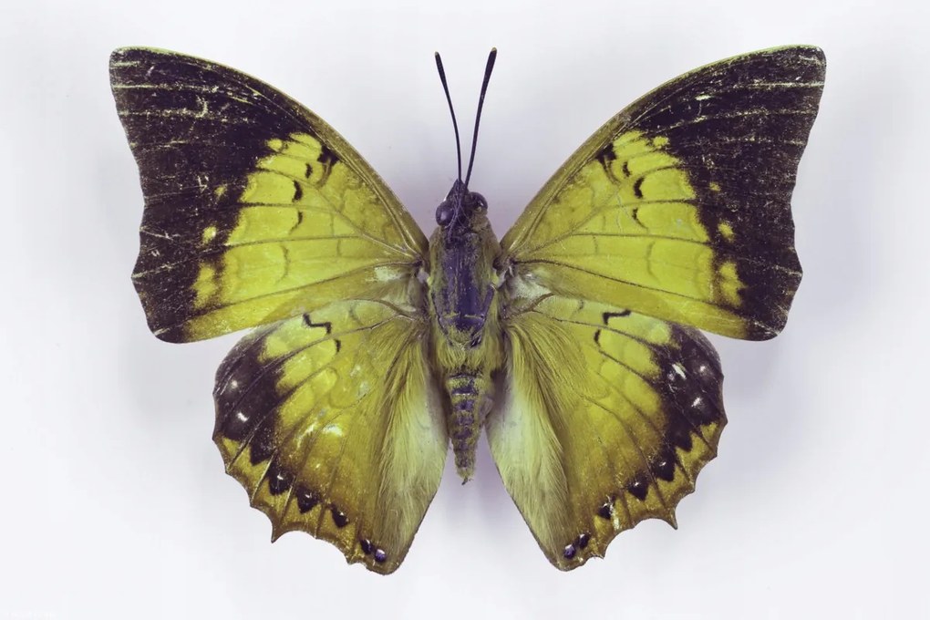 Poszter 30x20cm Pillangó fehér alapon 7, Assaf Frank