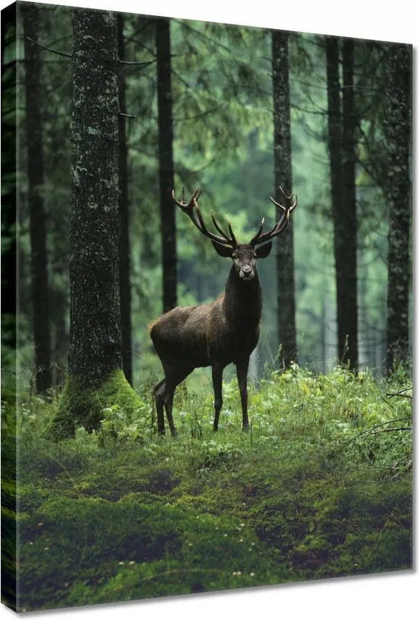 Vászonkép 50x70 Szarvas az erdő közepén