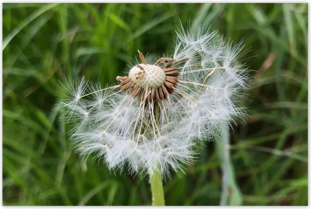 Poszterek 120x80 Pitypang Virág Virágok