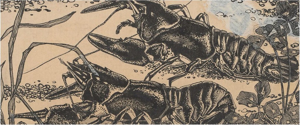 Flizelin tapéta falra Prémium vízrákok 250x104 ragasztó