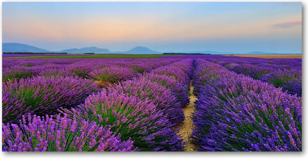 Fotó kép edzett üveg Levendula mező 140x70