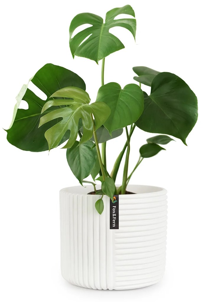 Fox & Fern Hasselt virágcserép polystonból, kézzel készített, 3D megjelenésű növények számára alkalmas.