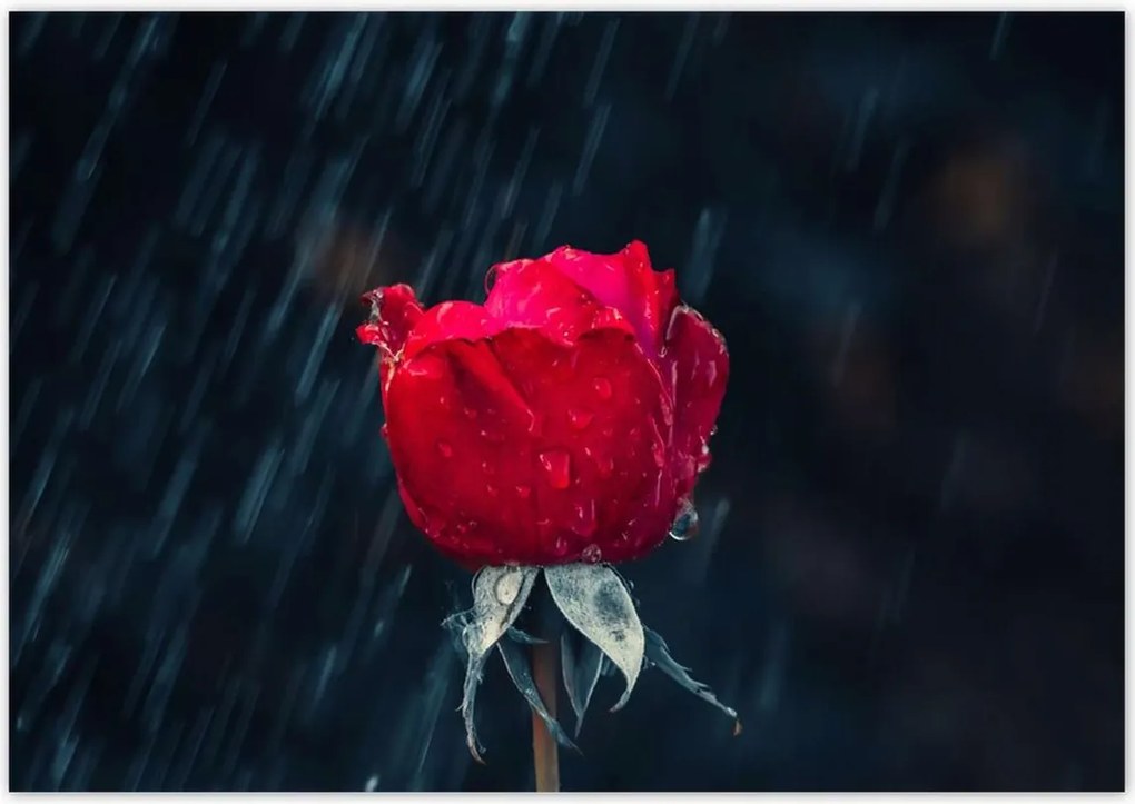 Poszterek 100x70 Rózsa Virág Virágok Rózsa