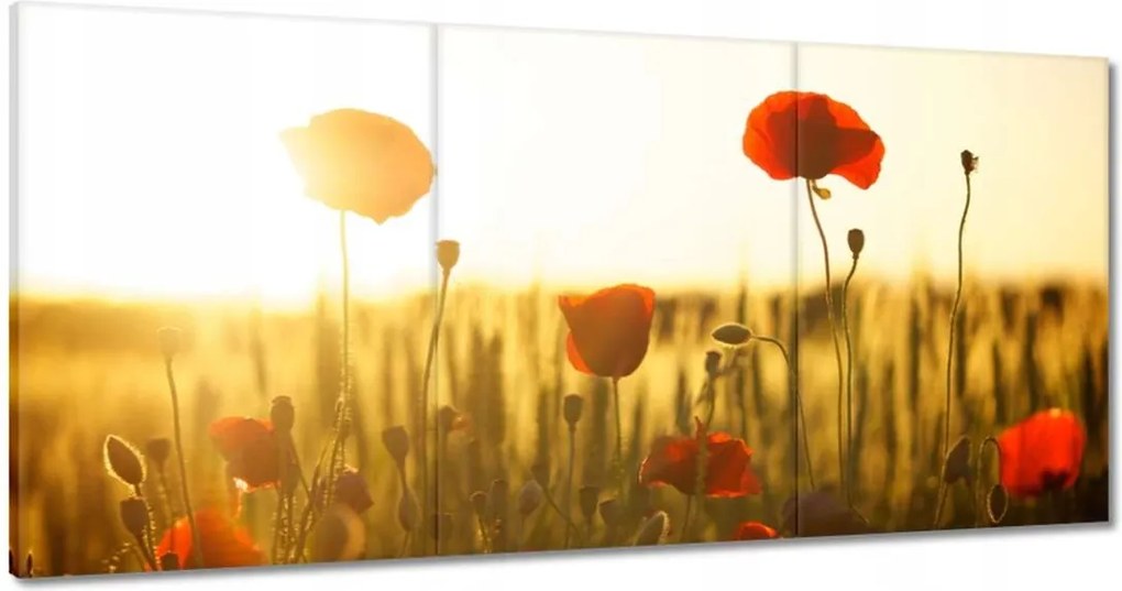 Vászonkép 180x90 Pipacsok napfelkeltekor