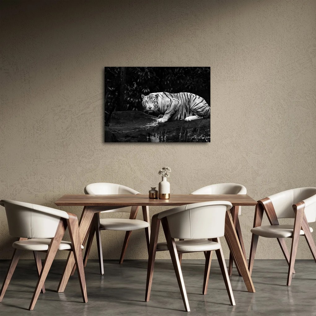 Kép - albínó tigris, fekete-fehér (70x50 cm)