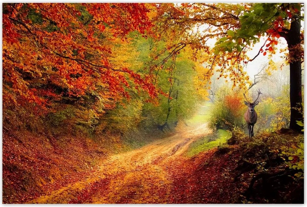 Poszterek 120x80 Szarvas az erdőben