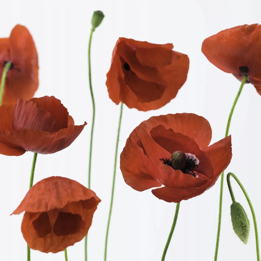 Poszter 30x30cm Pipacsok fehér alapon, Assaf Frank